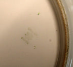 Antique Old Abbey Limoges Bowl by Latrille Frères