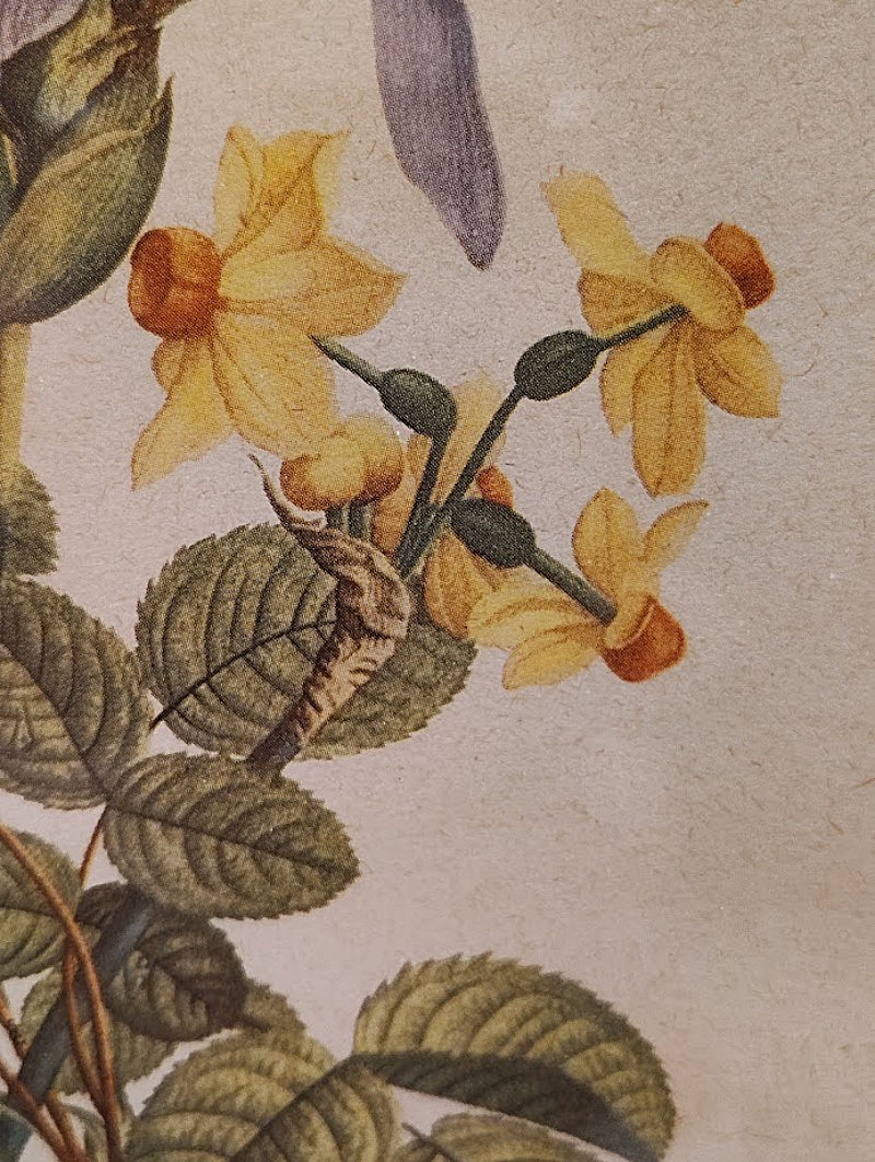 Faux Tortoise and Gilt Antique Picture Frame flowers closeup