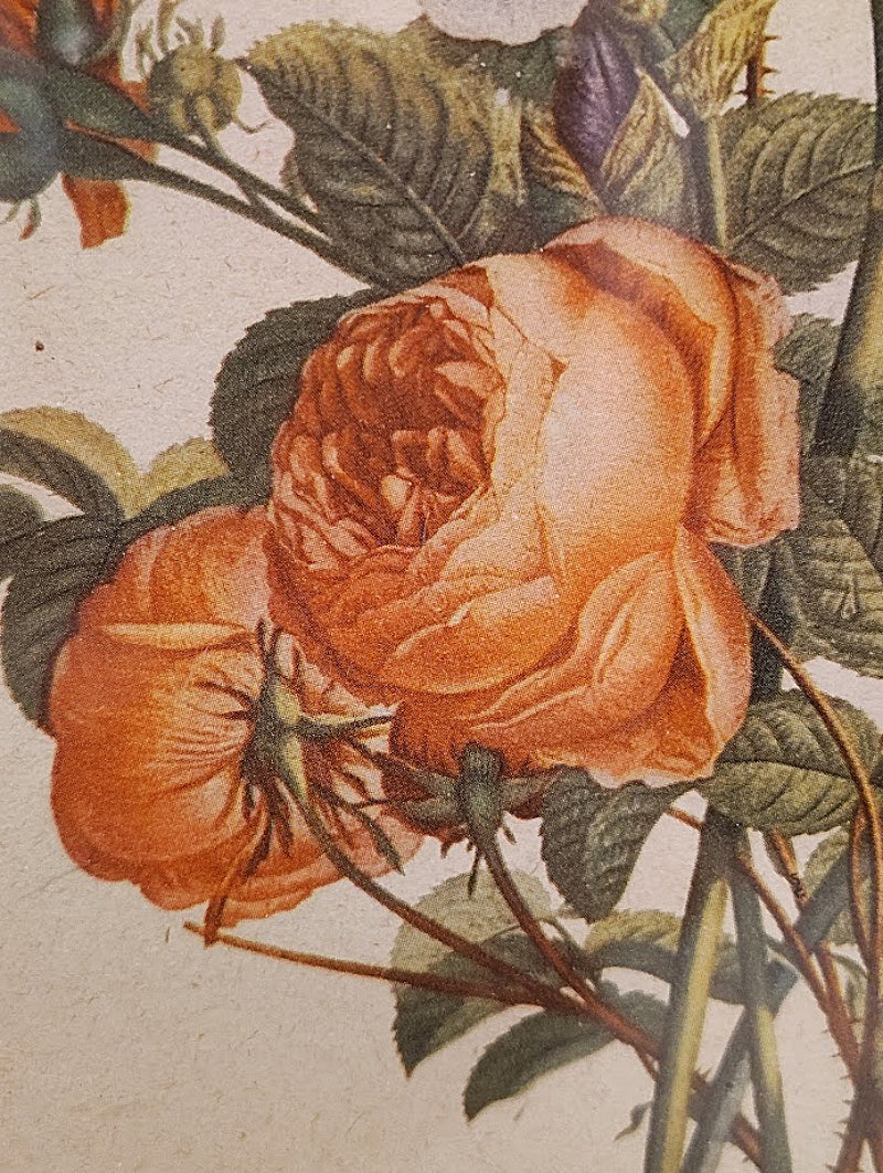 Faux Tortoise and Gilt Antique Picture Frame orange flowers