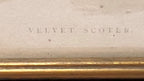 Antique Framed Print of Velvet Scoter