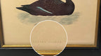 Antique Framed Print of Velvet Scoter