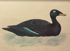 Antique Framed Print of Velvet Scoter