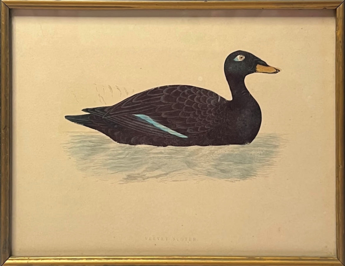 Antique Framed Print of Velvet Scoter