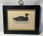 Antique Framed Print of Velvet Scoter