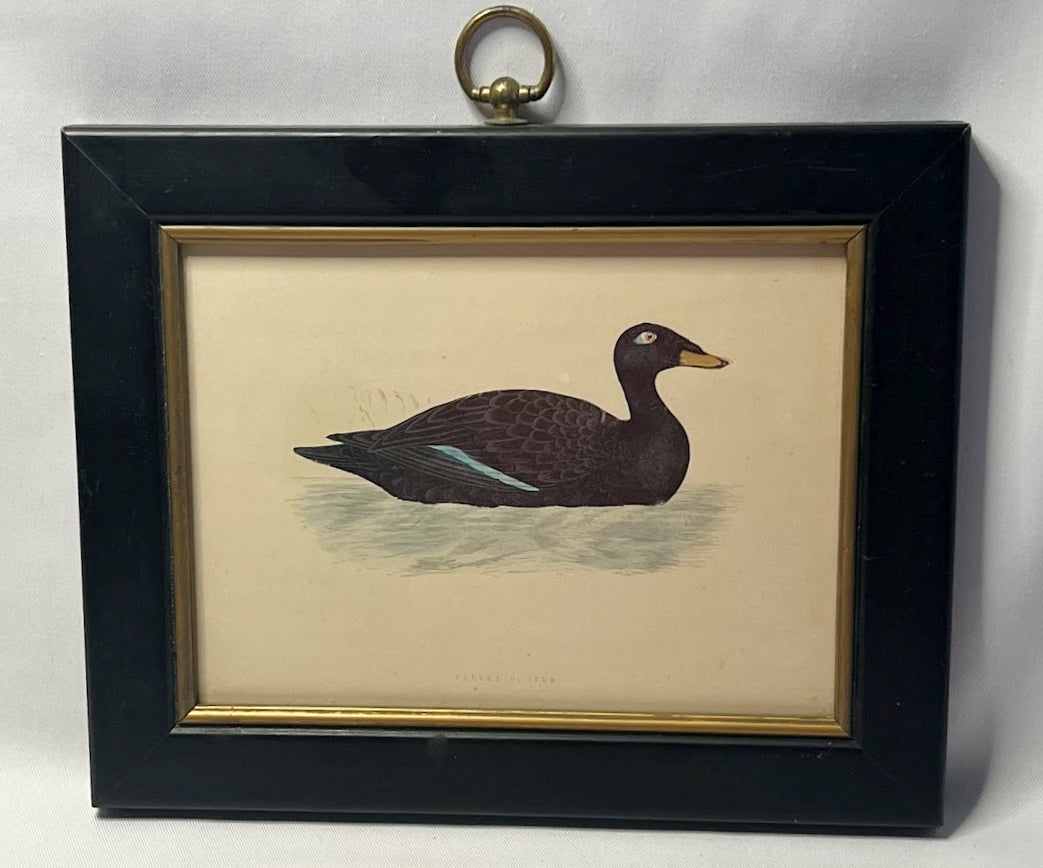 Antique Framed Print of Velvet Scoter