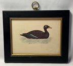 Antique Framed Print of Velvet Scoter