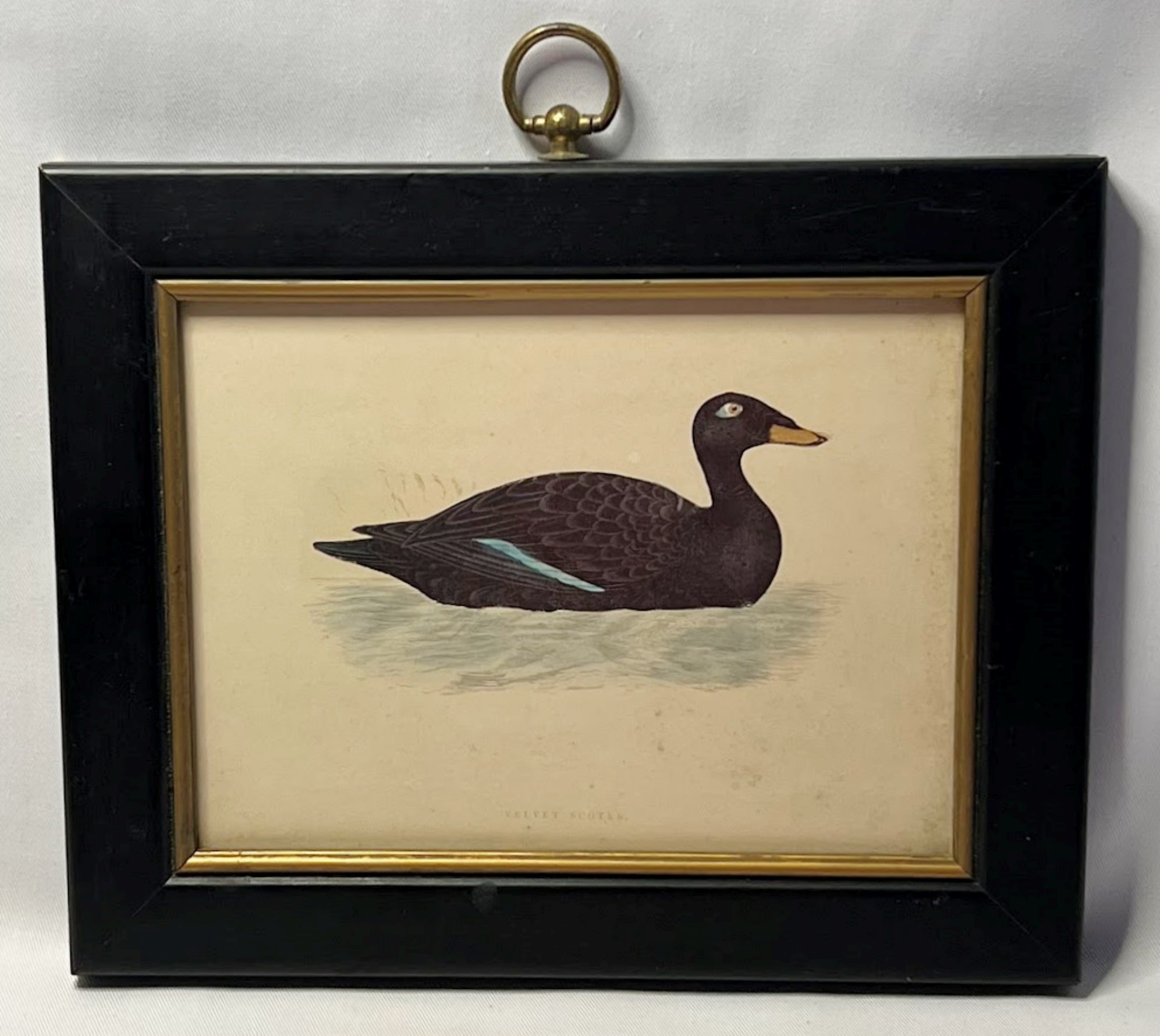 Antique Framed Print of Velvet Scoter