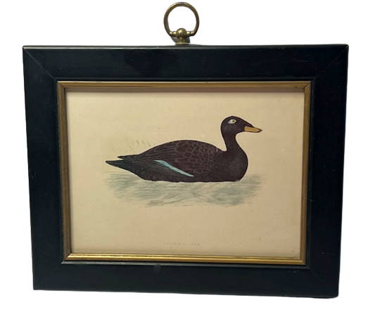 Antique Framed Print Velvet Scoter Duck Morris Birds Plate 283