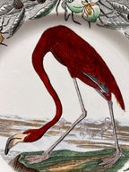 Antique Audubon Flamingo Plate 10 Inches
